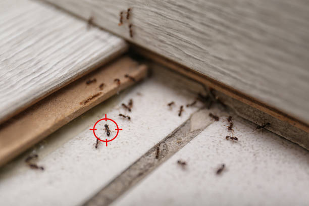 Best Flea Control Services  in Williamstown, NJ