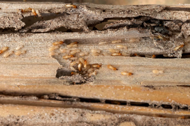 Best Termite Control Services  in Williamstown, NJ